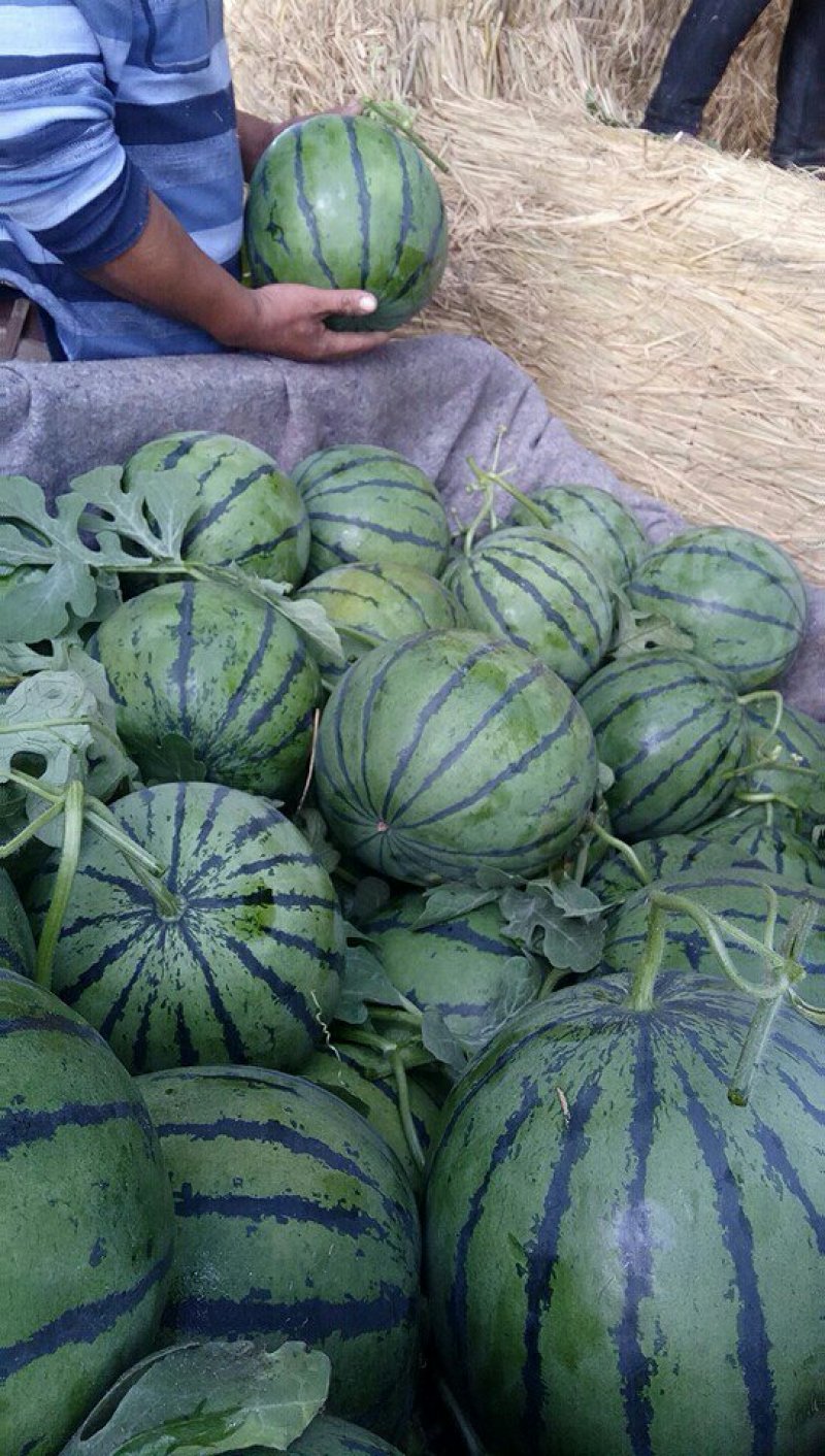 大棚西瓜大量上市