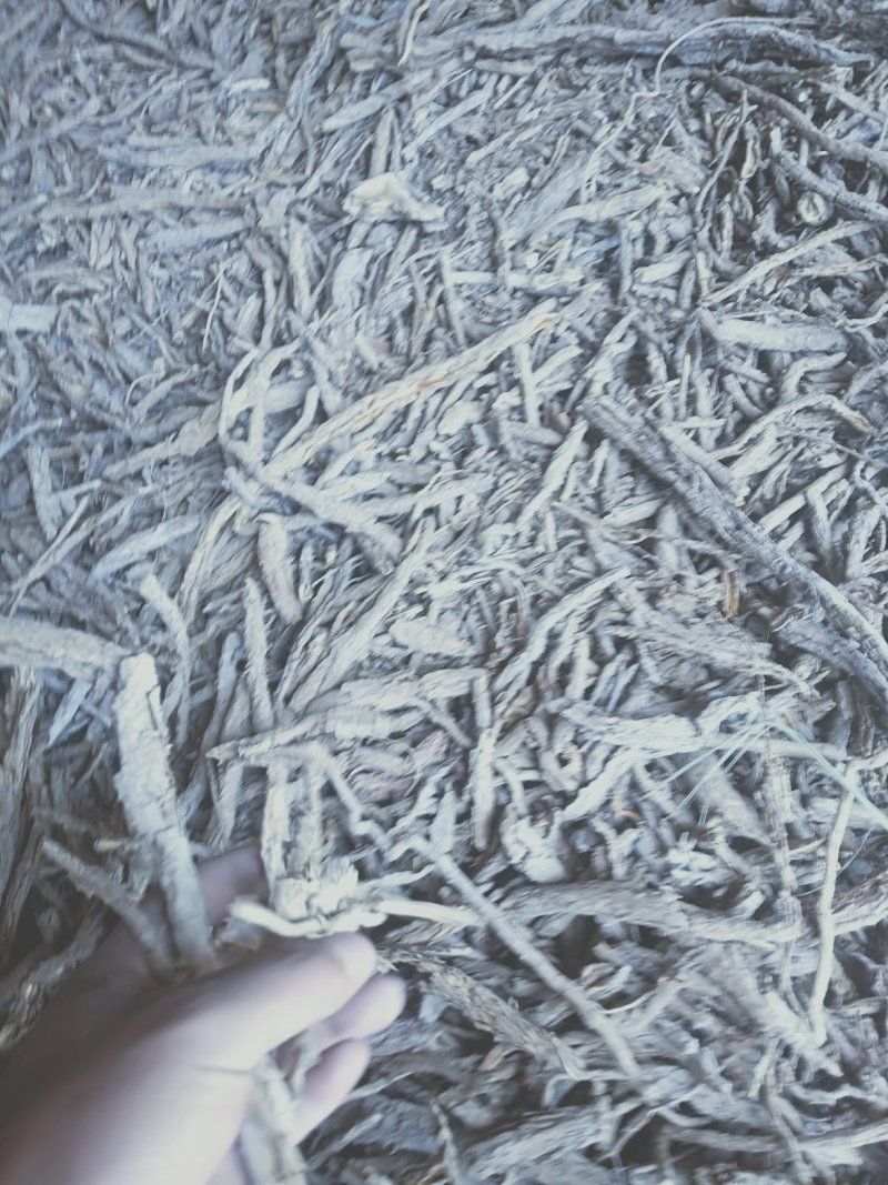 地骨皮