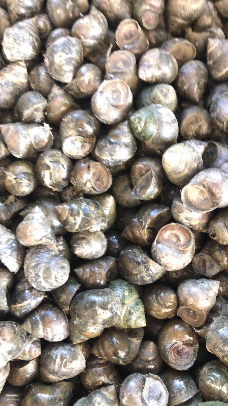 小螺中小螺中大螺，长期不断供应鲜活各种规格，肉质鲜嫩肥美