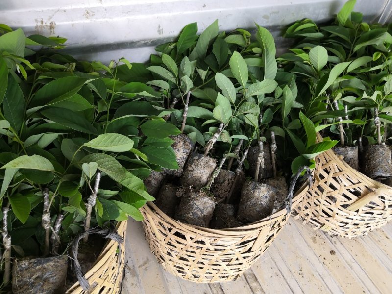 自家农场嫁接台湾凤梨释迦苗，佛头番荔枝苗。