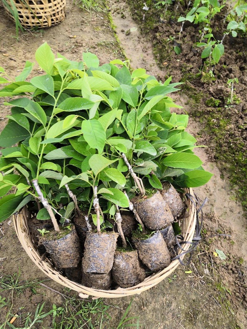 自家农场嫁接台湾凤梨释迦苗，佛头番荔枝苗。