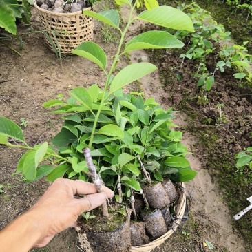 自家农场嫁接台湾凤梨释迦苗，佛头番荔枝苗。