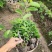 自家农场嫁接台湾凤梨释迦苗，佛头番荔枝苗。