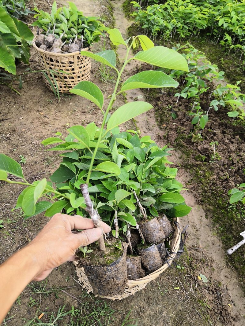 自家农场嫁接台湾凤梨释迦苗，佛头番荔枝苗。
