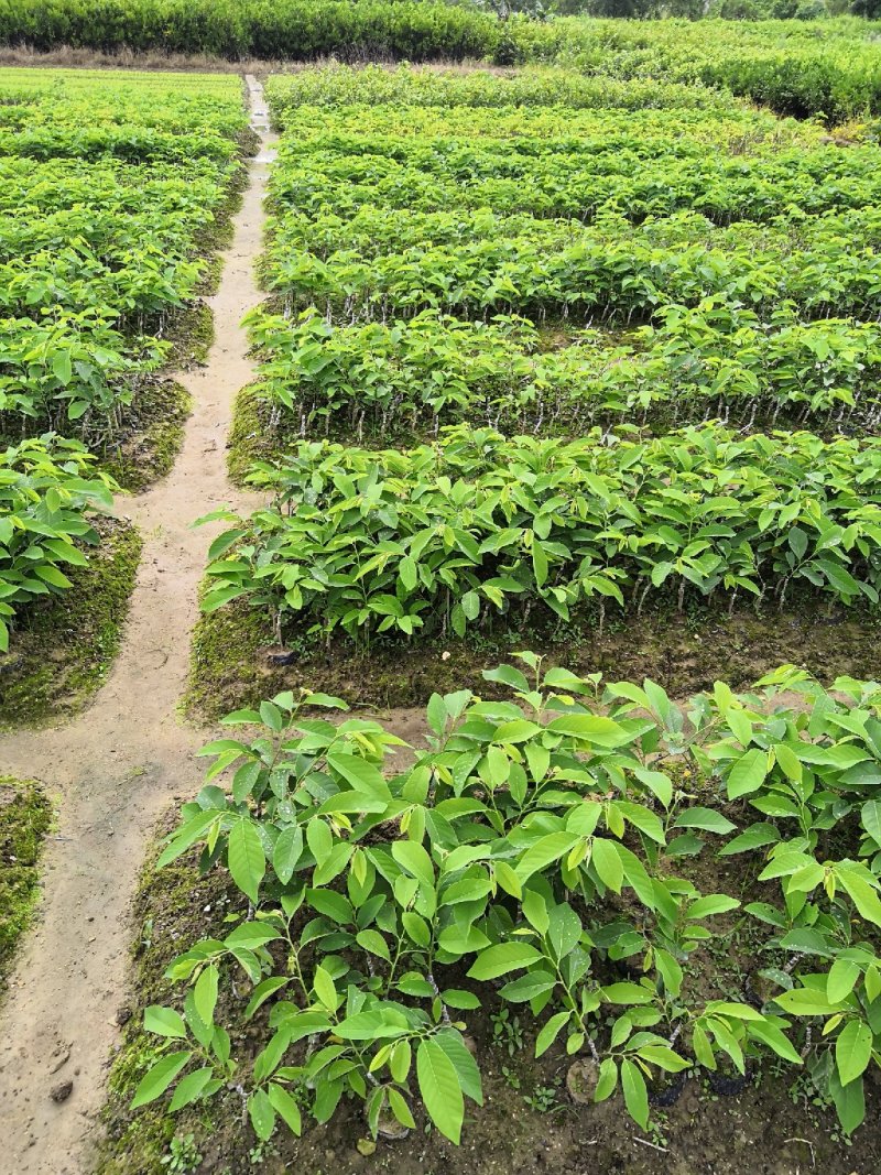 自家农场嫁接台湾凤梨释迦苗，佛头番荔枝苗。