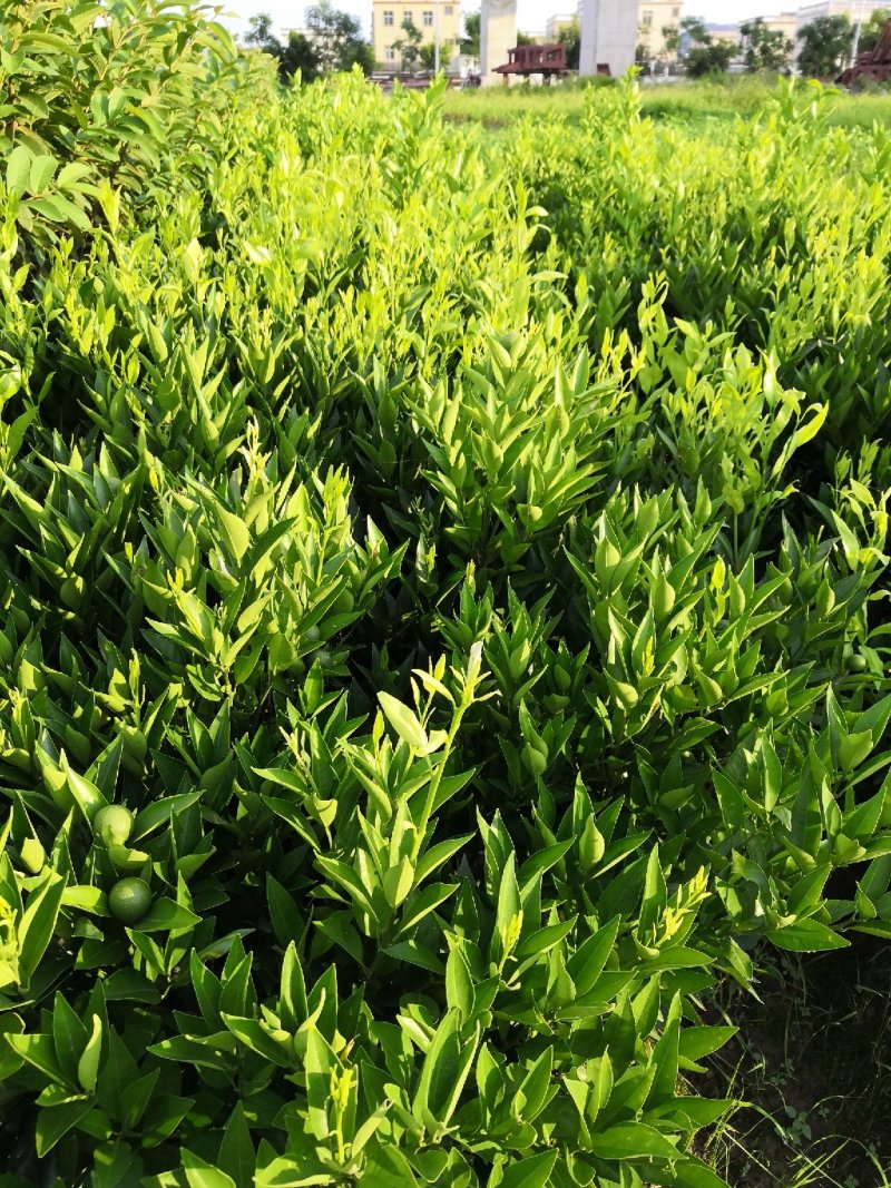 自家苗场潮州柑苗，蕉柑苗，二年苗，已有果