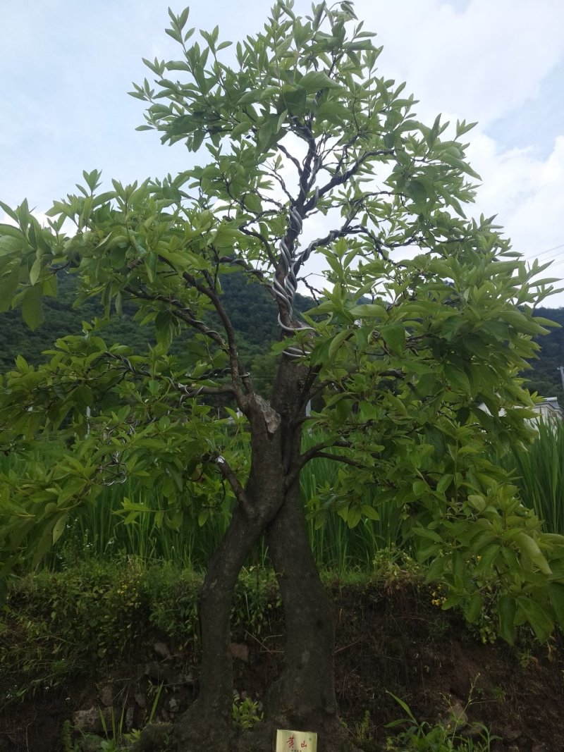 映山红精品盆景✔只做精品✔品质保证✔