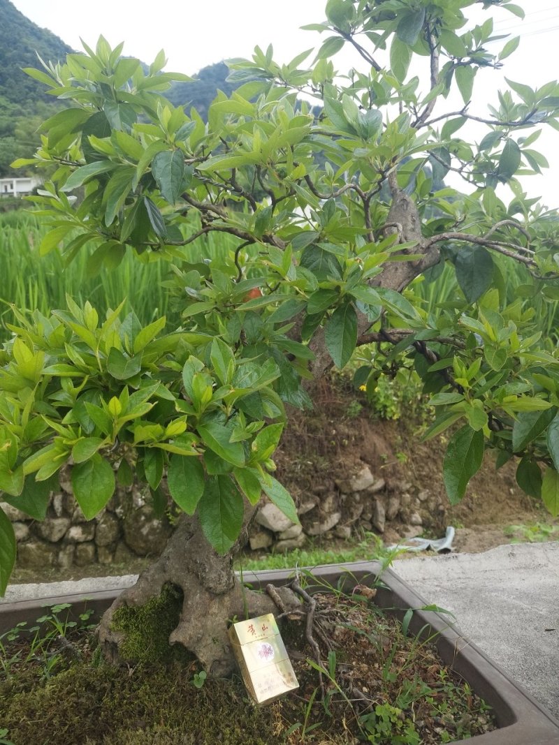 映山红精品盆景✔只做精品✔品质保证✔