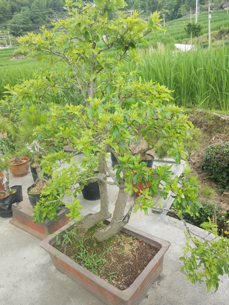 映山红精品盆景✔只做精品✔品质保证✔