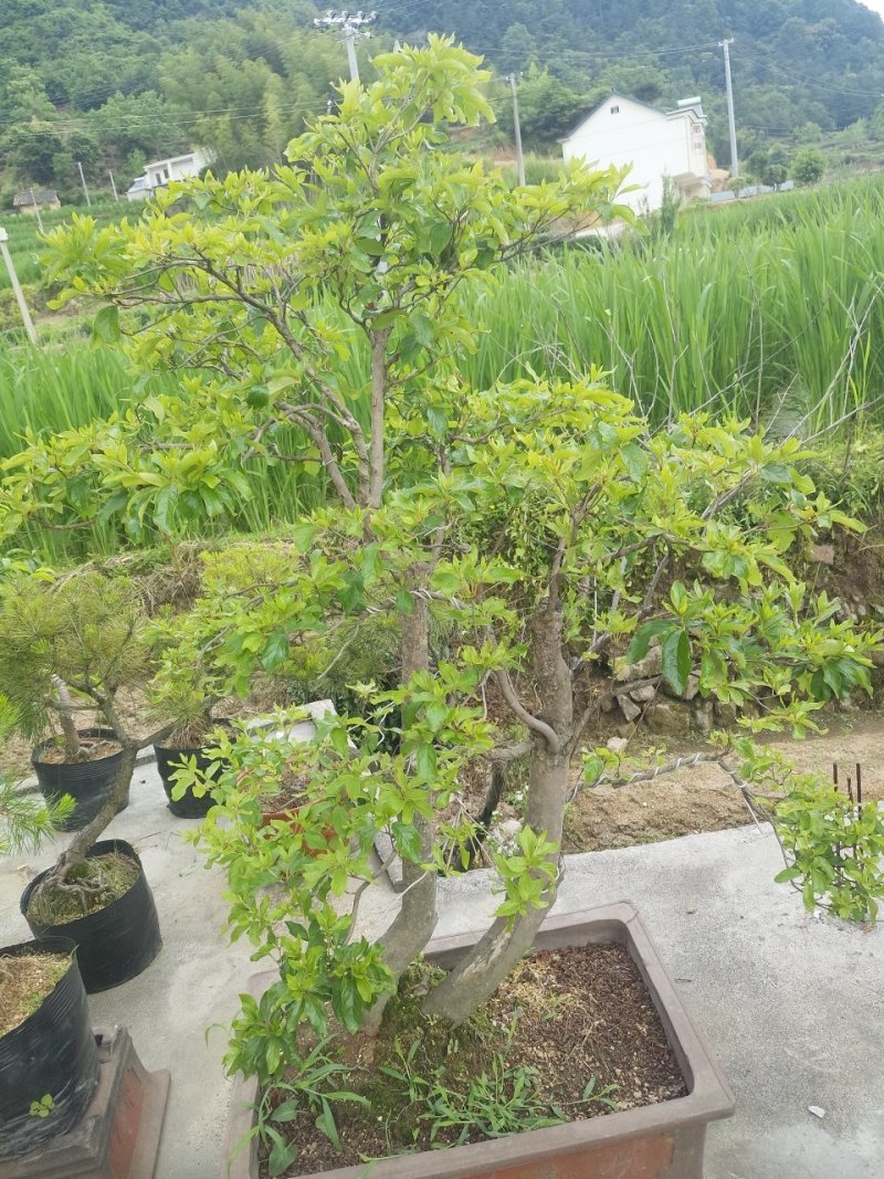 映山红精品盆景✔只做精品✔品质保证✔