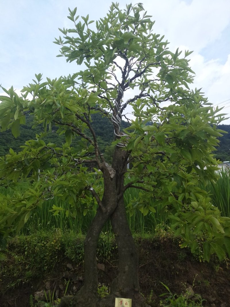 映山红精品盆景✔只做精品✔品质保证✔