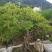 映山红精品盆景✔只做精品✔品质保证✔