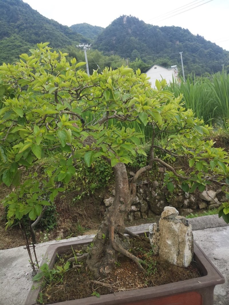 映山红精品盆景✔只做精品✔品质保证✔