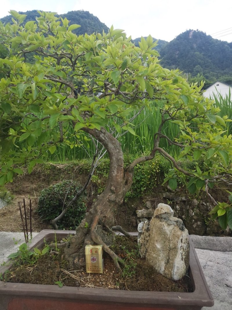 映山红精品盆景✔只做精品✔品质保证✔
