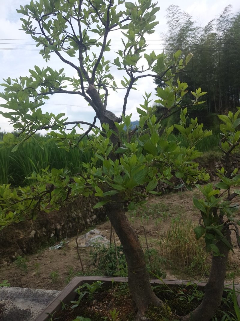 映山红精品盆景✔只做精品✔品质保证✔