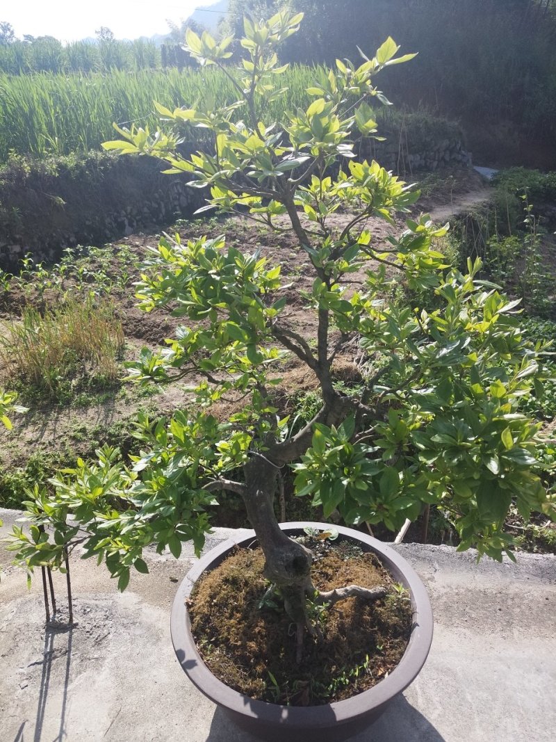 映山红精品盆景✔只做精品✔品质保证✔
