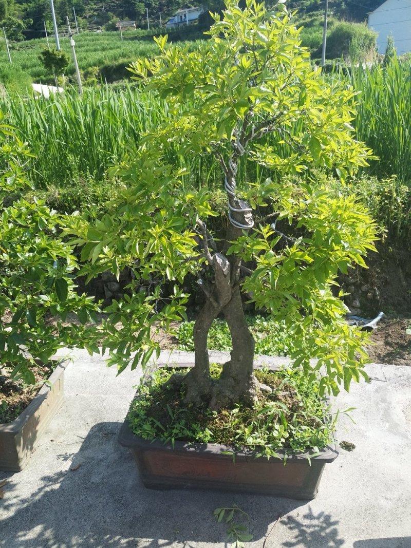 映山红精品盆景✔只做精品✔品质保证✔