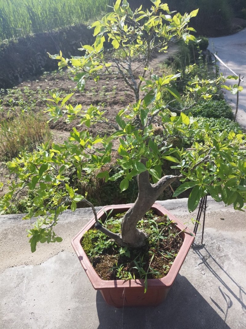 映山红精品盆景✔只做精品✔品质保证✔