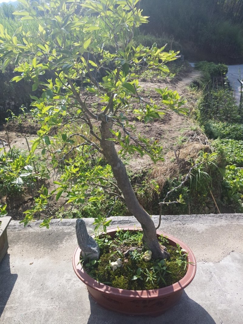 映山红精品盆景✔只做精品✔品质保证✔