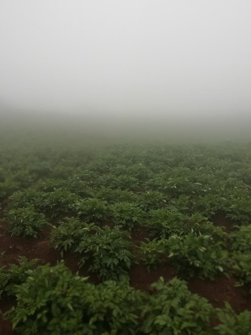 盘州市正品乌洋芋《紫色马铃薯》