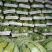 岳阳市麒麟西瓜7斤打底一级瓜头茬，专业打包，诚信。