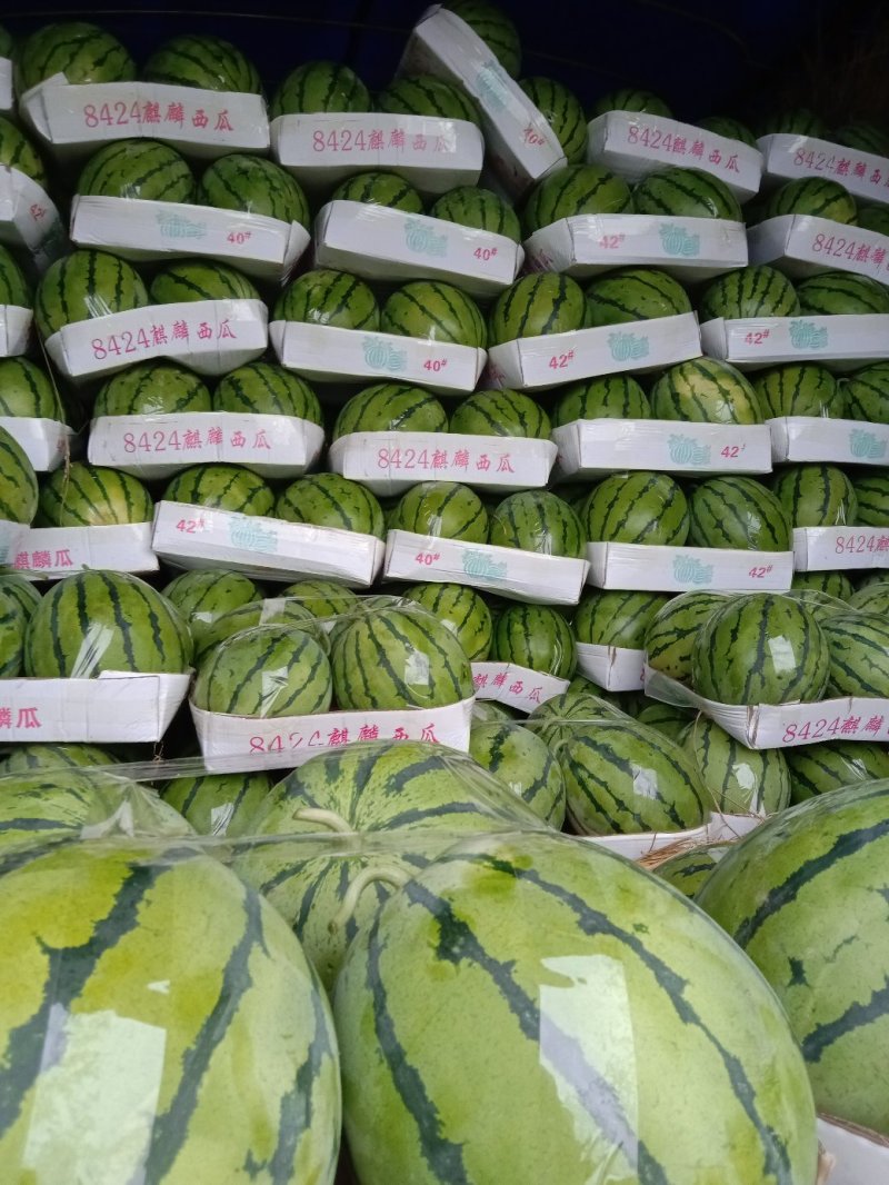 岳阳市麒麟西瓜7斤打底一级瓜头茬，专业打包，诚信。