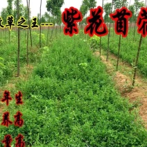 紫花苜蓿种子牧草种子耐寒能力强南北方均可播种品种