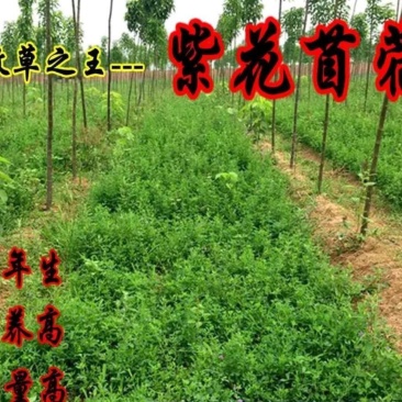 紫花苜蓿种子牧草种子耐寒能力强南北方均可播种品种