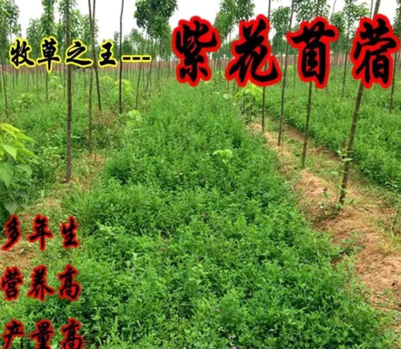 紫花苜蓿种子牧草种子耐寒能力强南北方均可播种品种