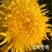 正宗修水金丝皇菊一朵一杯大黄菊清热去火源产地发货
