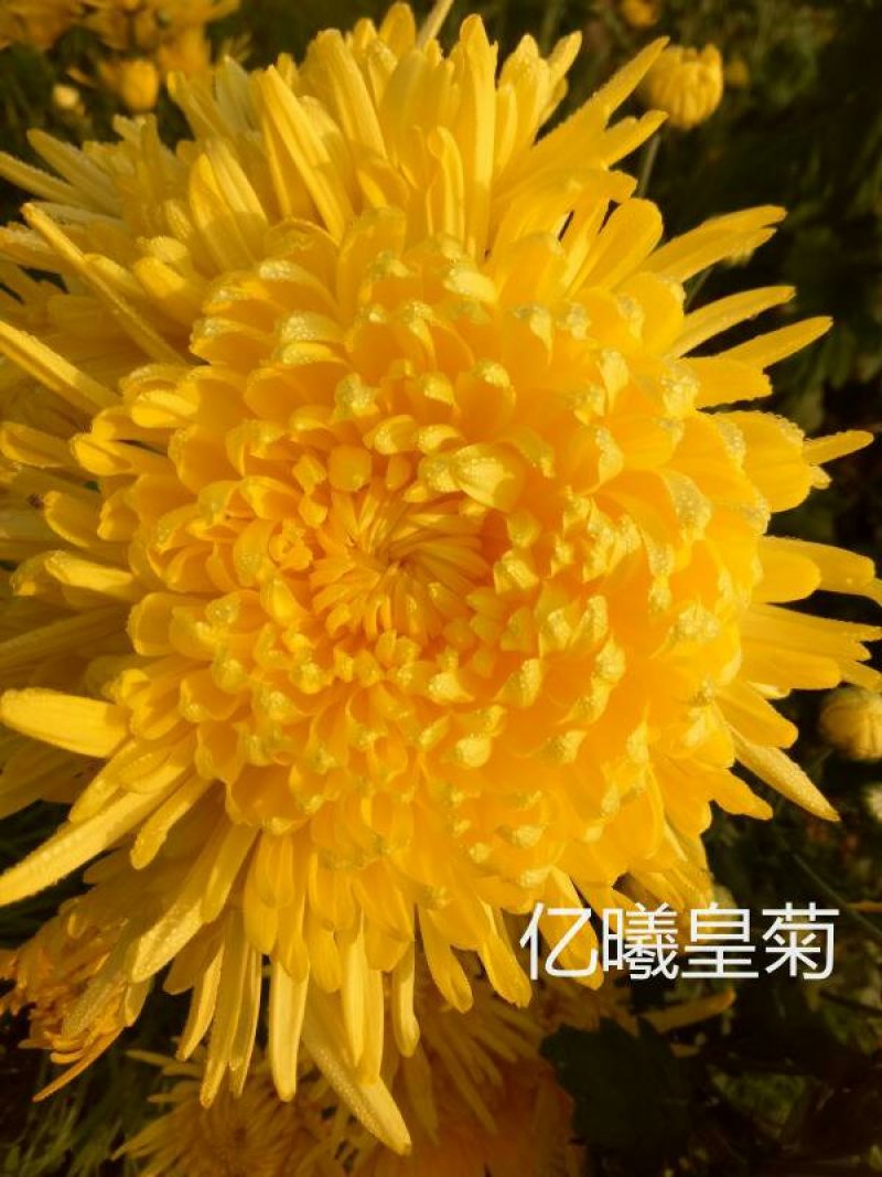 正宗修水金丝皇菊一朵一杯大黄菊清热去火源产地发货