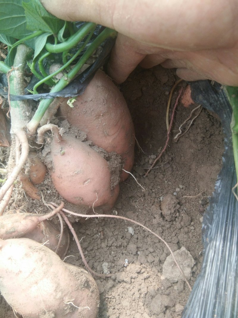 优质大棚种植尤薯九货发全国