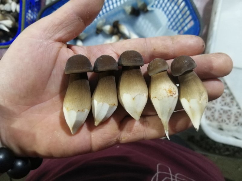 球形黑皮鸡枞菌