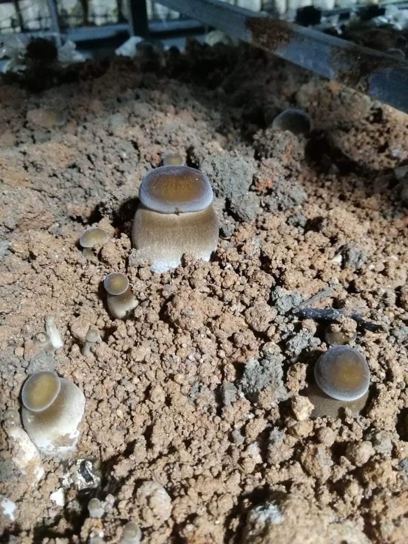 球形黑皮鸡枞菌