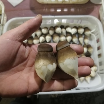 球形黑皮鸡枞菌