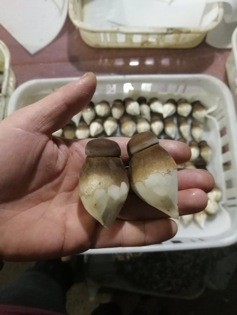 球形黑皮鸡枞菌