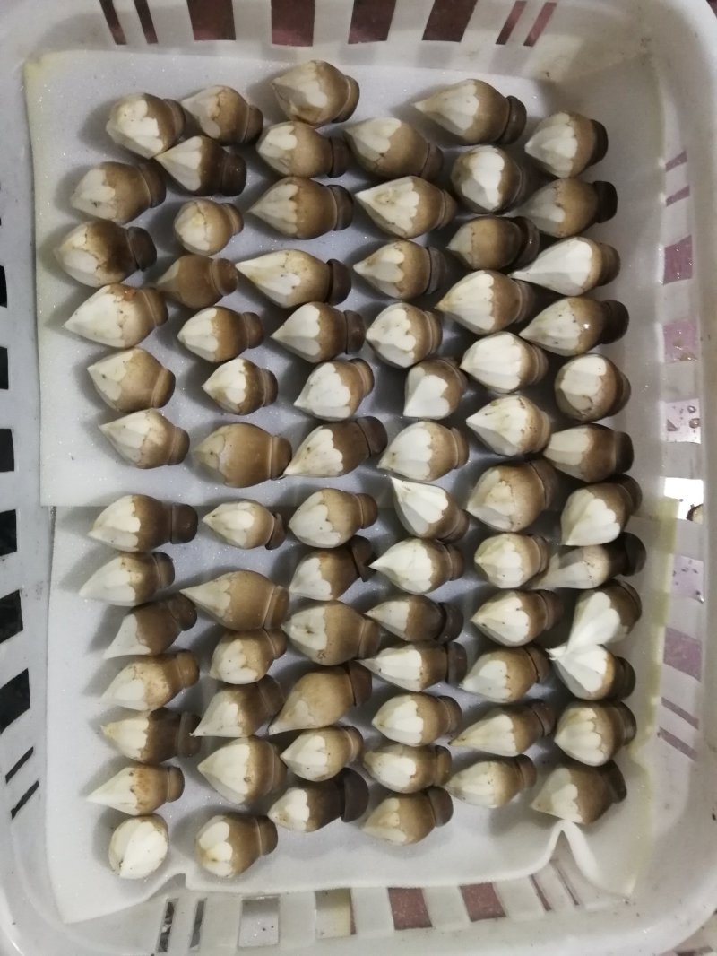 球形黑皮鸡枞菌