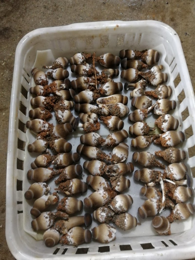 球形黑皮鸡枞菌