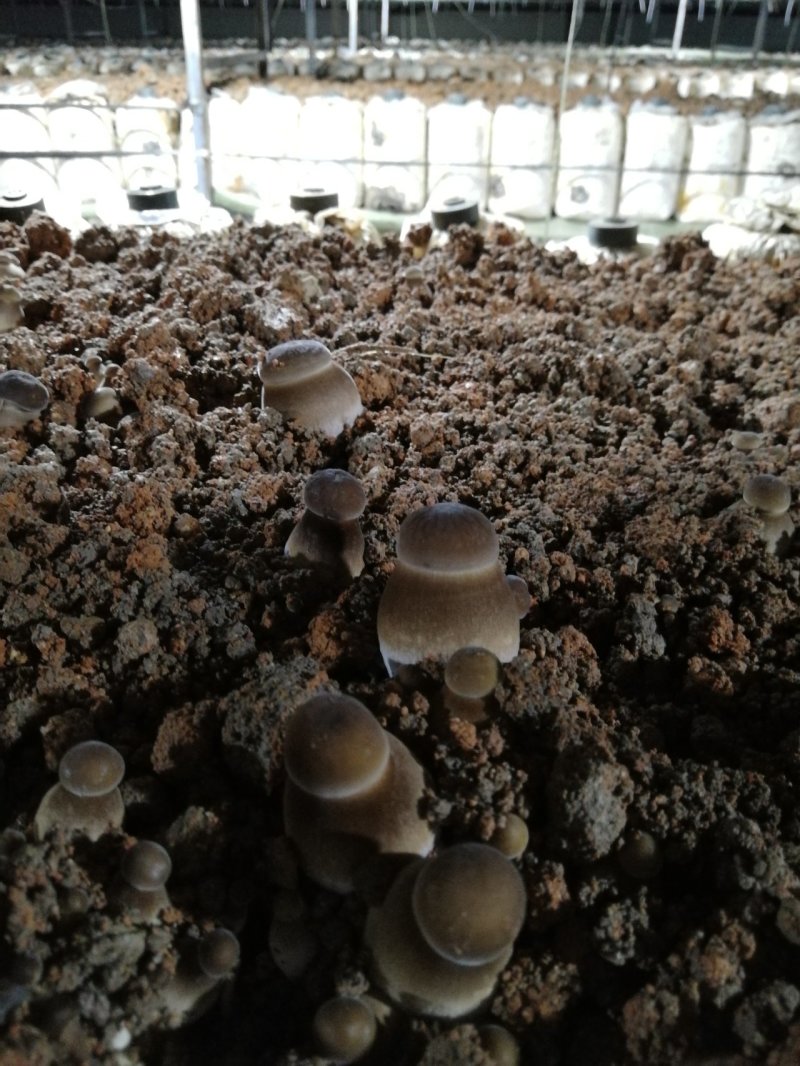 球形黑皮鸡枞菌