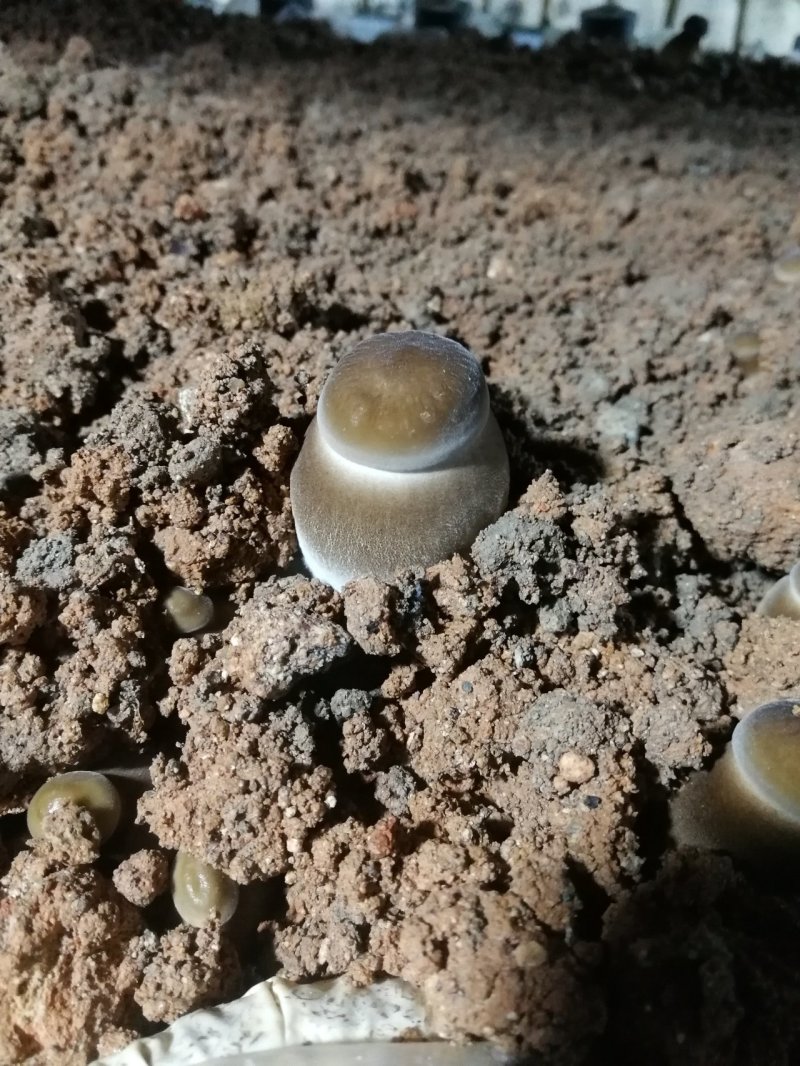 球形黑皮鸡枞菌
