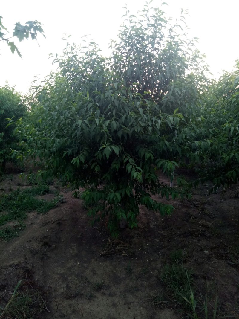 菊花碧桃，泰安菊花碧桃树，批发菊花碧桃，青藤农业