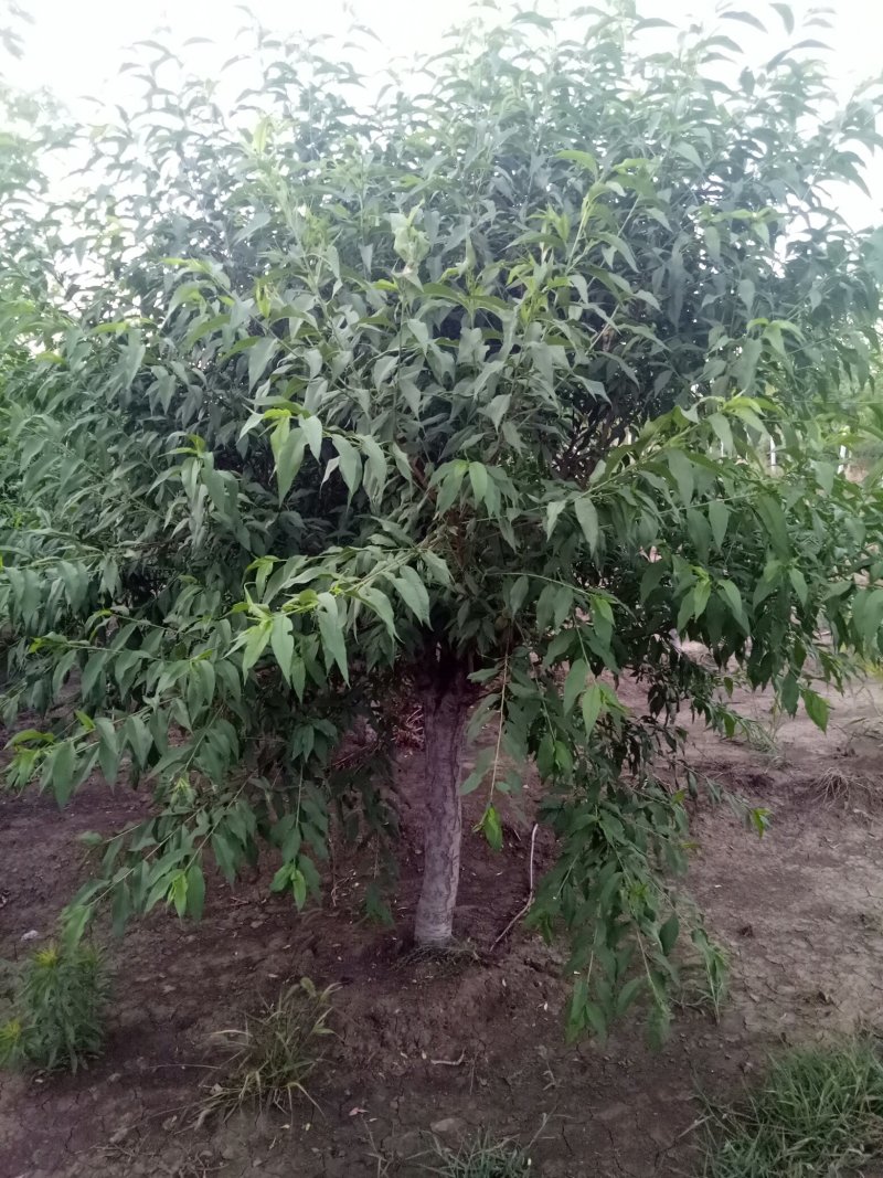 菊花碧桃，泰安菊花碧桃树，批发菊花碧桃，青藤农业