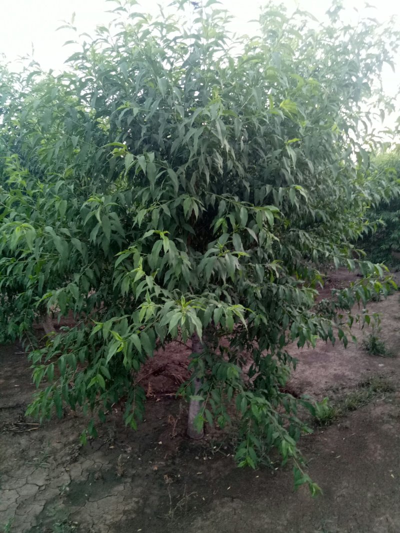 菊花碧桃，泰安菊花碧桃树，批发菊花碧桃，青藤农业
