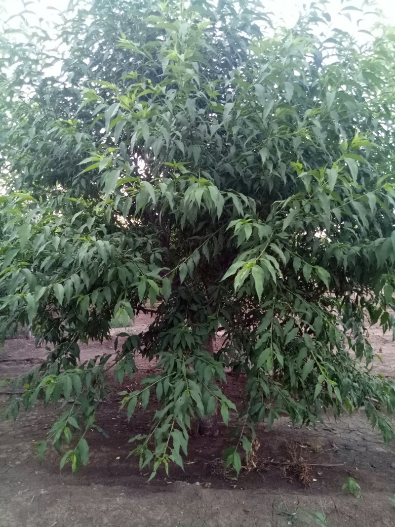 菊花碧桃，泰安菊花碧桃树，批发菊花碧桃，青藤农业