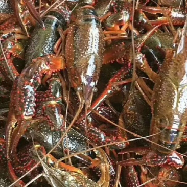 发货地区渝川贵，龙虾饱满，干净，规格硬，包邮，不包中转