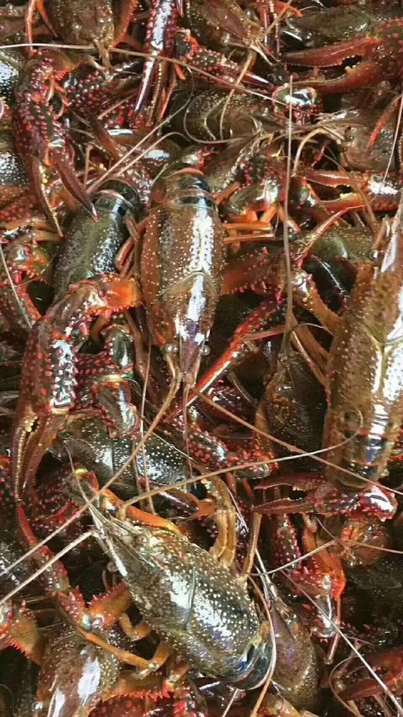 发货地区渝川贵，龙虾饱满，干净，规格硬，包邮，不包中转