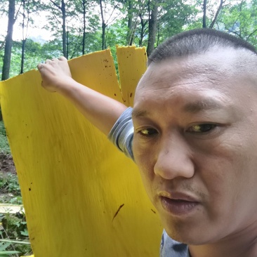 黄柏精皮，黄精普通皮，干鲜货