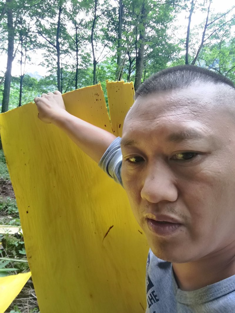 黄柏精皮，黄精普通皮，干鲜货