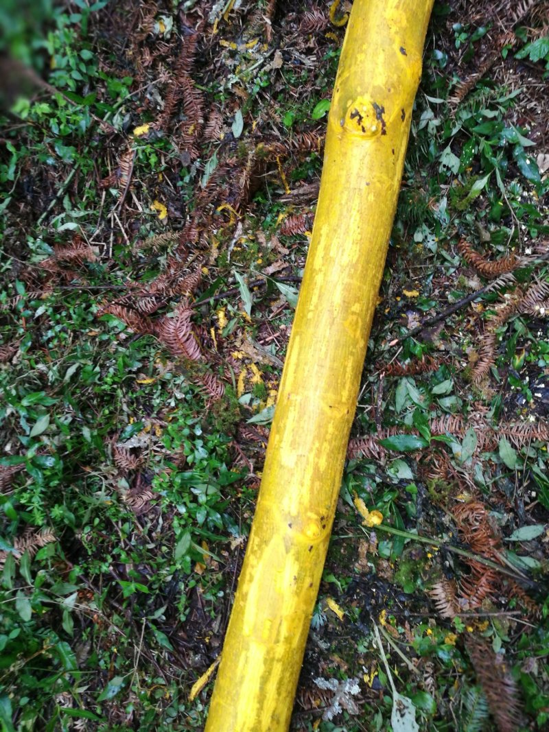 黄柏精皮，黄精普通皮，干鲜货