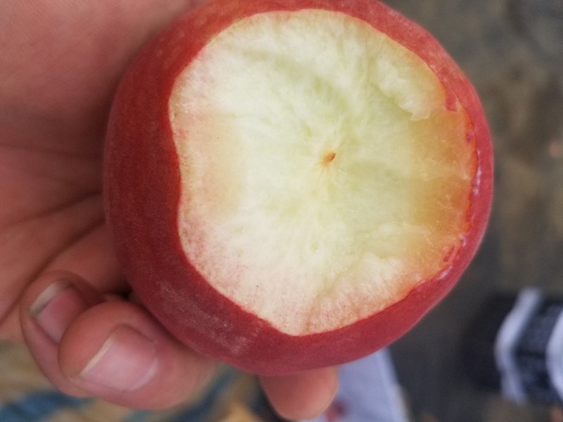 湖北，宜城市各种桃子大量上市中，欢迎各地老板过来考察，，